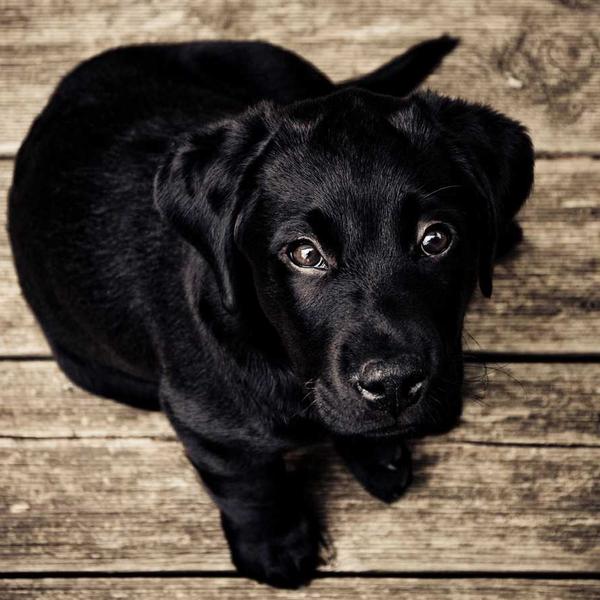 Happy Retriever